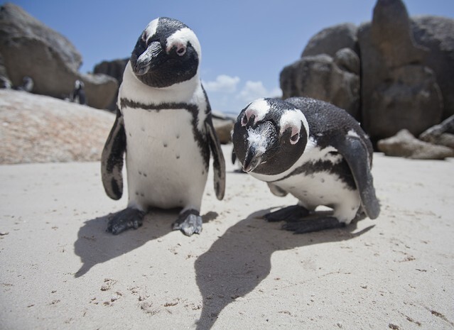 African Penguins